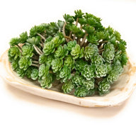 Faux Succulents - Ranch Junkie Mercantile LLC