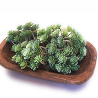 Faux Succulents - Ranch Junkie Mercantile LLC