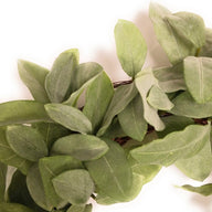 20" Frosted Green Bay Leaf Wreath Faux - Ranch Junkie Mercantile LLC