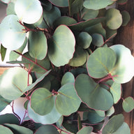24" Silver Dollar Eucalyptus Sage Wreath Faux - Ranch Junkie Mercantile LLC